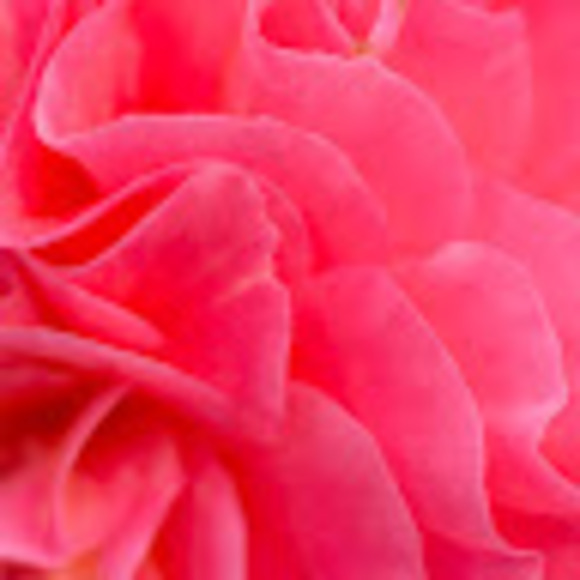 laurierrose